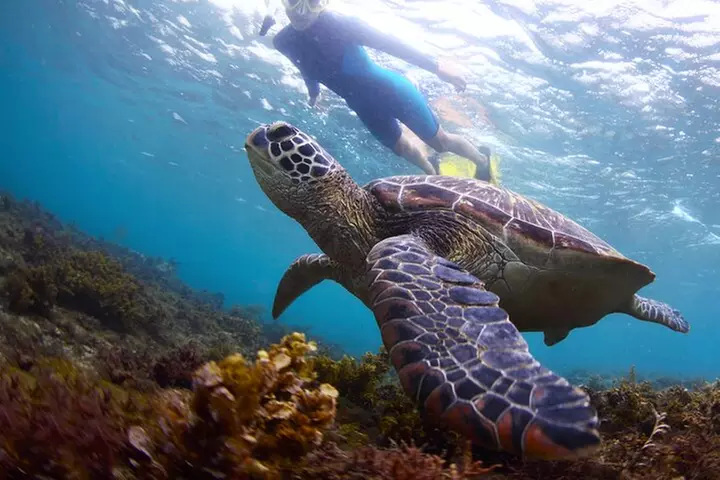 Oahu Circle Island: Snorkel with Turtles & Explore Turtle Beach