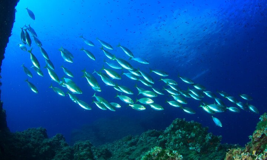 Image 8: Experiencia de buceo con instructor SSI en Cap Formentor