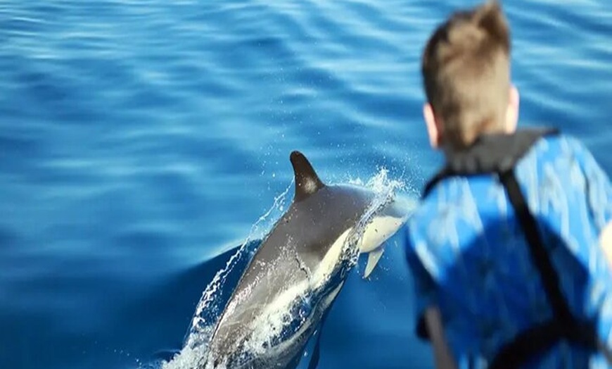 Image 20: Avistamiento de Delfines y Baño en Playa de Papagayo Lanzarote