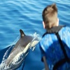 Image 20: Avistamiento de Delfines y Baño en Playa de Papagayo Lanzarote