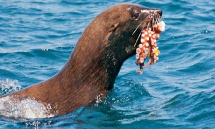 Image 6: ✈ AFRIQUE DU SUD | De Cap Town à Johannesburg - Acacia Afrique du S...