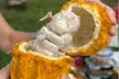 Exotic Fruit Tasting Tour in Kona - Second Medium