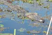 Honey Island Swamp Boat Tour - Second Medium