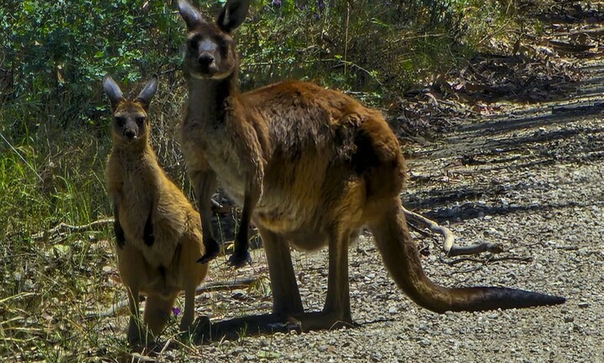 Image 20: Burra Township to Mount Bryan History and Landscape Day Tour