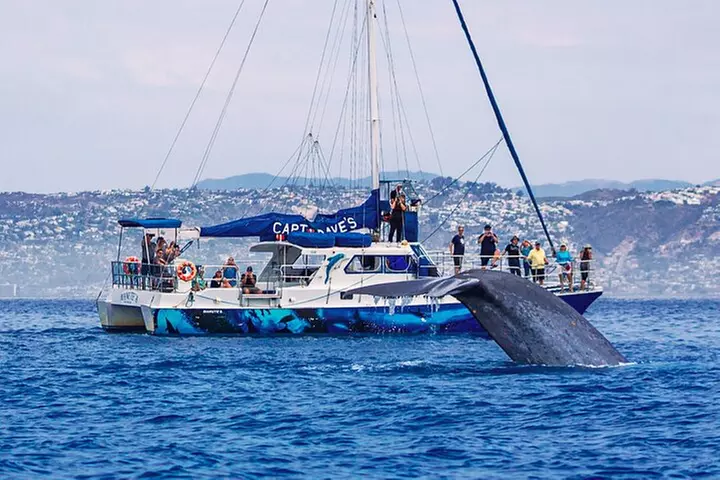 Dana Point Dolphin and Whale Watching with Underwater Viewing - Primary Image