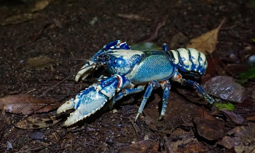 Image 6: Glow Worms - Nocturnal Rainforest/Waterfall Adventure