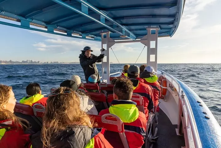 Humpback Whale Encounter Tour from Newcastle