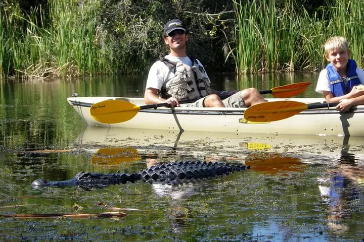 3 Hour Guided Mangrove Tunnel Kayak Eco Tour - Primary Image