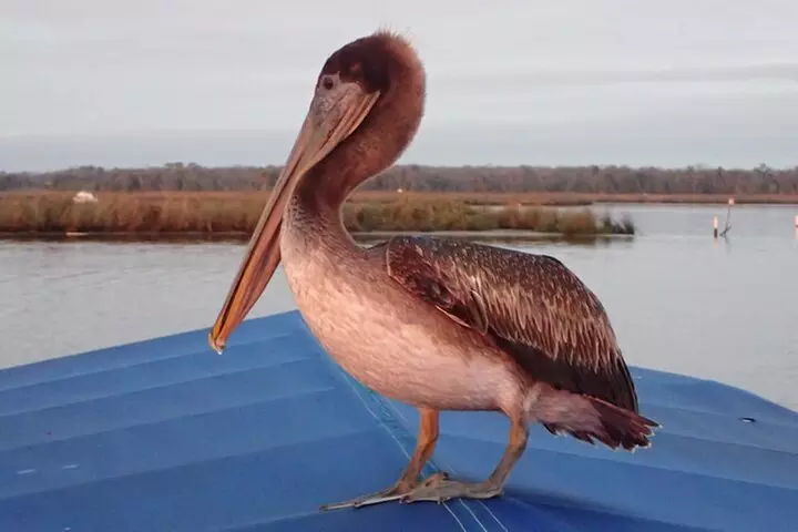 River Cruise Tour with Manatee Viewing