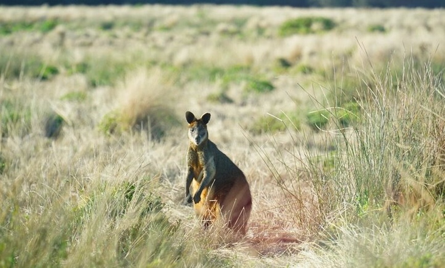 Image 14: Puffing Billy Tour and Penguin Parade from Melbourne