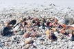 Shelling Tours - Fort Myers Beach / Naples - Second Medium
