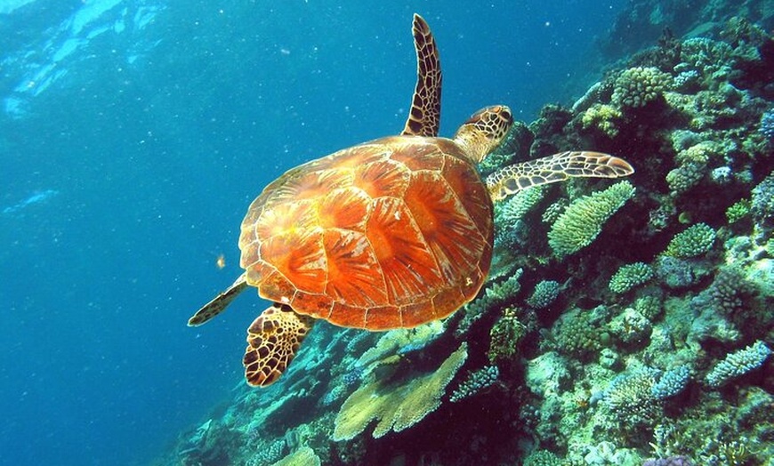 Image 7: Great Barrier Reef Small Group Snorkelling Adventure