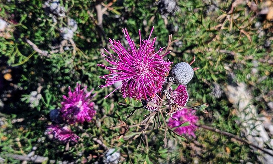 Image 19: Australian Animal Night Safari