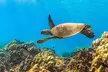 Experience Shared Snorkel and Sunset Sail in Maui - Second Medium