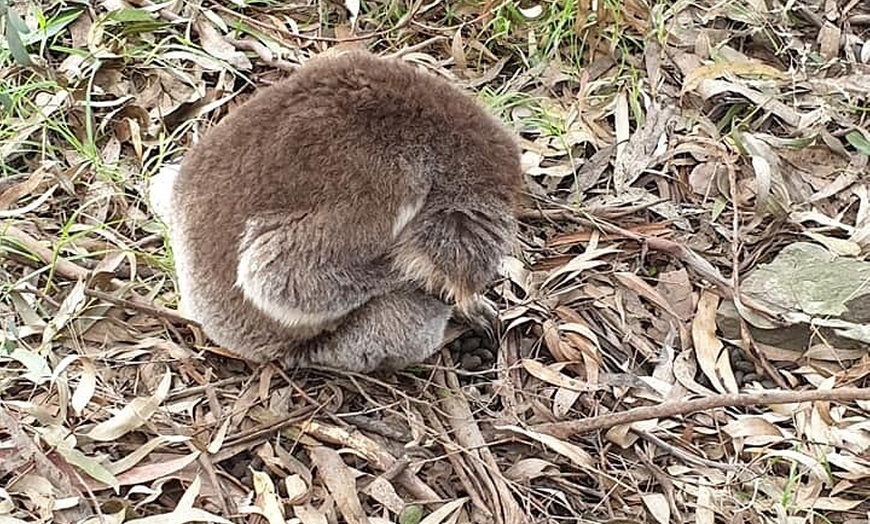 Image 8: Best of Melbourne City & Wildlife Sanctuary for Cruise Passengers