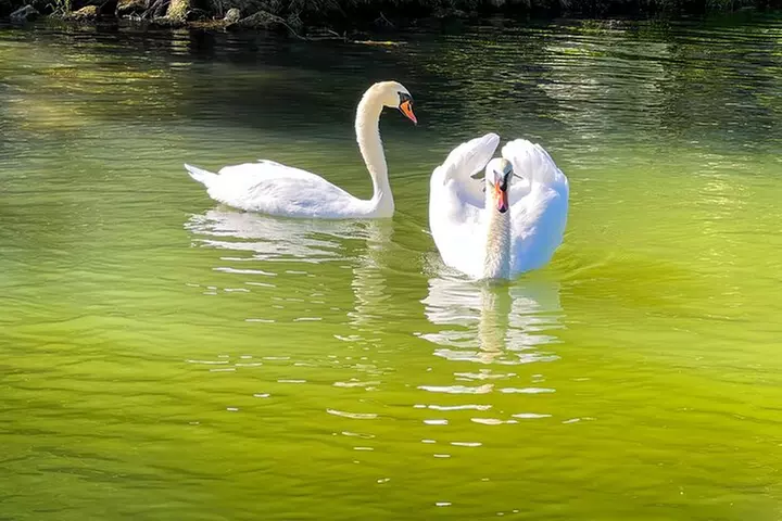 Scenic 2HR Austin Guided Lake Tour: Small Group & Full Sun Shade