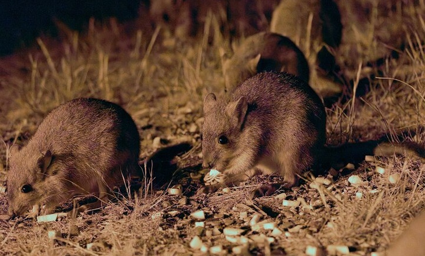 Image 5: Australian Animal Night Safari