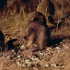 Image 5: Australian Animal Night Safari