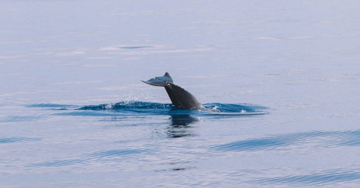 Excursión marítima con delfines en Mallorca desde Palma