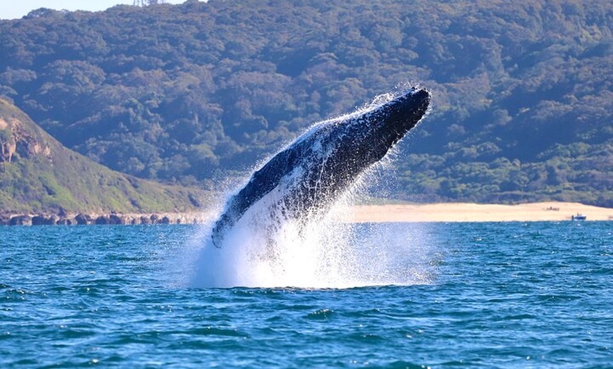Image 18: Humpback Whale Encounter Tour from Newcastle