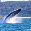 Image 18: Humpback Whale Encounter Tour from Newcastle