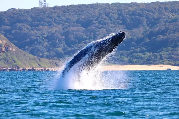 Humpback Whale Encounter Tour from Newcastle