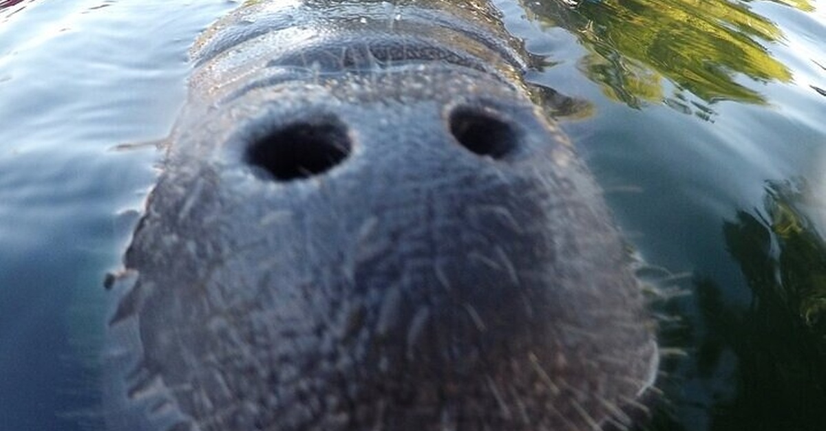 Crystal River Manatee Swim Deal