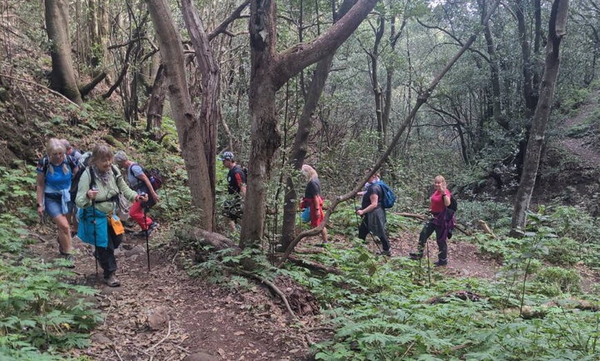 Image 7: Hidden Tenerife - Reserva Anaga a pie