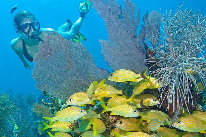 Snorkel Tours to Shallow Coral Reefs at Pennekamp Underwater Park - Primary Image