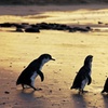 Image 1: Luxury Phillip Island Tour for Families & Explorers [up to 10Pax]