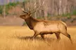 Yellowstone Private Tour Up To 14 - A Surprise Activity Included - Second Medium