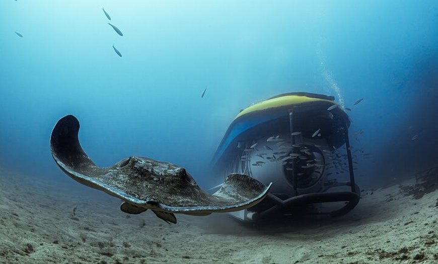 Image 7: Tour Submarino con Recogida en Hotel Tenerife Sur
