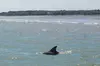 90 Minute Hilton Head Dolphin Tour