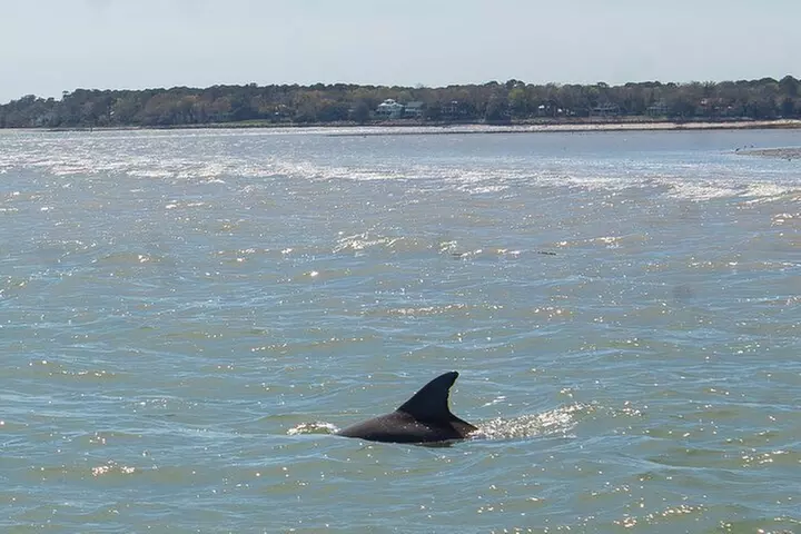 90 Minute Hilton Head Dolphin Tour - Primary Image