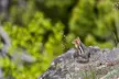 Observation Peak Naturalist Day Hike - Second Medium