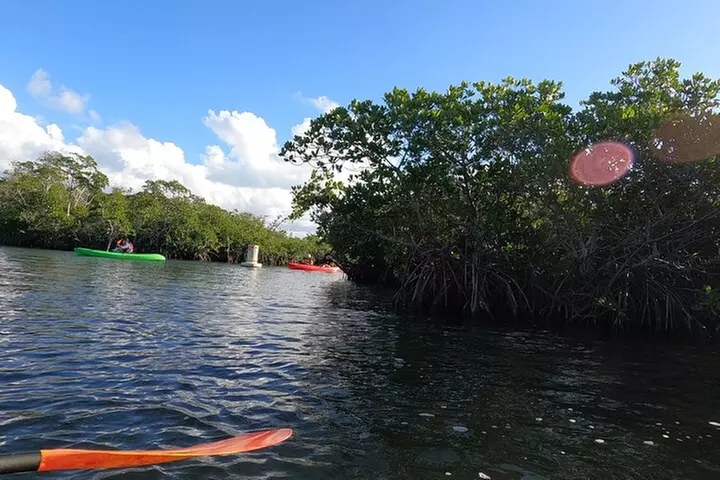 Mangrove Tunnel Kayak Adventure in Key Largo