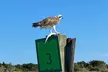 Dolphin and Wildlife History Tour - Second Medium