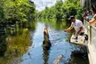 New Orleans Swamp & Bayou Alligator Tour - Second Medium