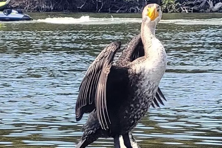 Wildlife Refuge Manatee, Dolphin & Mangrove Kayak or Paddleboarding...