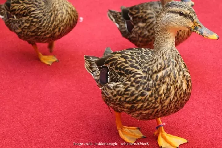 Elvis Presley Full-Day Private Tour of Memphis & Graceland