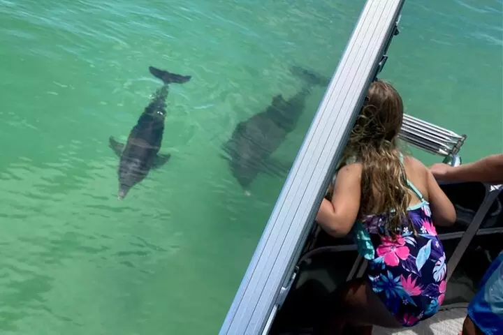 2.5 Hour Shell Key Island Adventure Including Dolphins And Shells