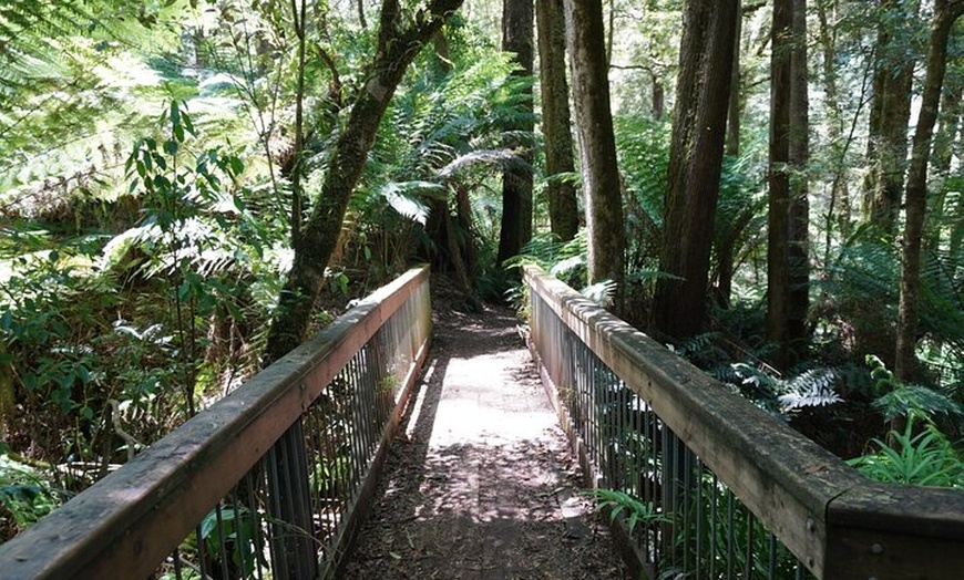 Image 7: Full-Day Great Ocean Road and 12 Apostles Tour