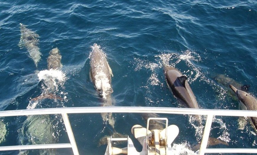 Image 2: Newcastle Whale Watching Cruise