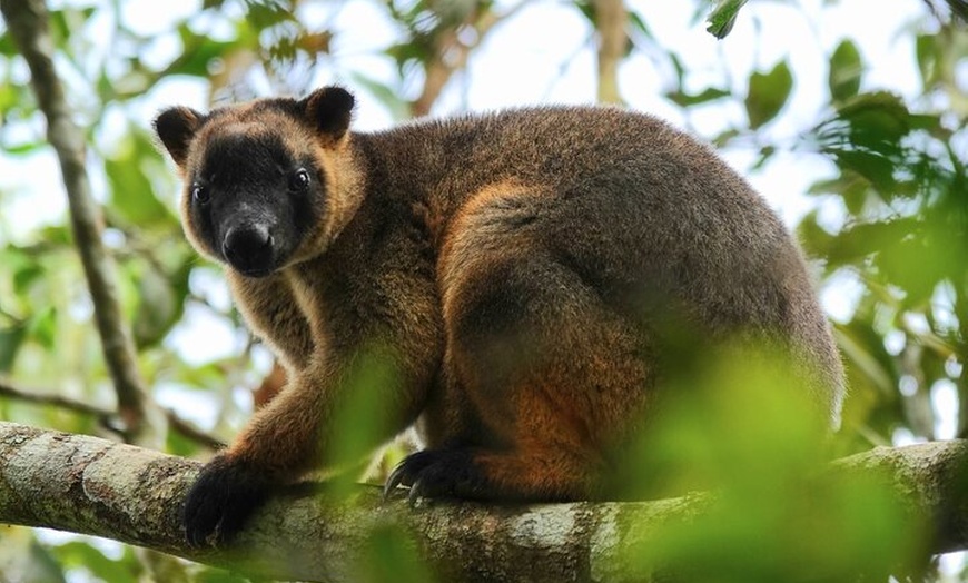 Image 4: Private Luxury Tour Above the Canopy Kuranda Experience