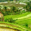 Image 5: ✈ BALI | Ubud & Nusa Dua - Escapade Romantique à Bali 5*, 9 nuit - ...
