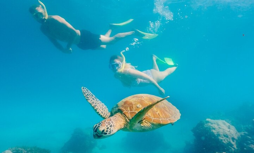 Image 10: 1 Day Green Island & Green Barrier Reef Day Tour from Cairns