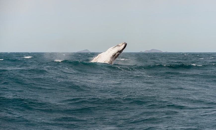 Image 2: Whale Watching Cruise from Tidal River