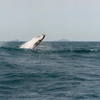 Image 2: Whale Watching Cruise from Tidal River