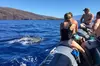 2 Hour Maui Dolphin Watch Sightsee Raft Tour (Semi-Private)