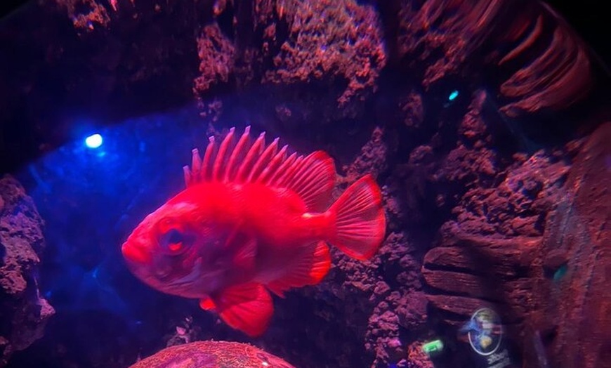 Image 24: Luxury Private Tour in London